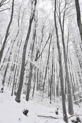Winter Forest Landscape. Snow on trees in mountain forest. Concept of winter and snow