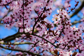 Pink blossoms in springtime on blue sky background