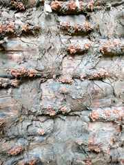 texture of old wood