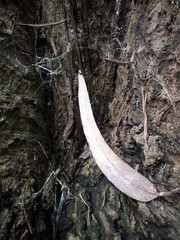 leaf