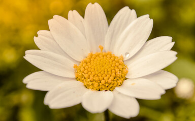Naklejka premium white yellow wild daisy flower closeup in the fields under impressive natural light