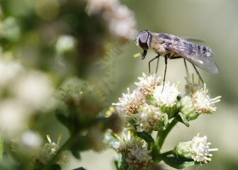 Hoverfly (AKA Flower Fly) nectaring on white flower. Ed Levin County Park, Santa Clara County,...