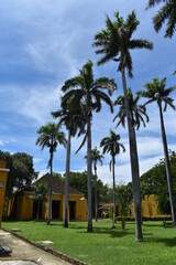Fototapeta premium palm trees in the park