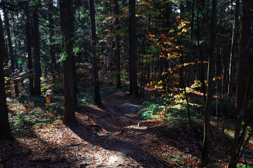 Trail in woods in autumn PL