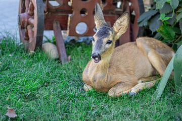 A little dear is chews grass and is sitting on green grass near a cart. Summertime. Zooclub.