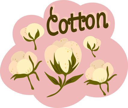 Vector images of cotton, cotton flowers isolated on pastel pink background. Logo for the textile industry. Botanical illustration.