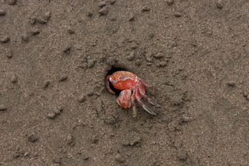 Cangrejo rojo en la playa