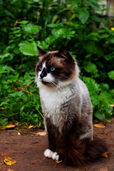 Portrait blue eyed tricolor cat