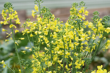 Yellow mustard flowers on green stems