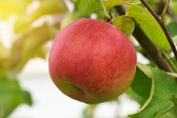 Red apple on a tree branch in the rays of the setting sun