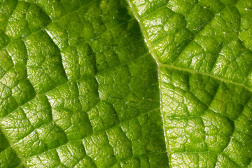 Green lettuce leaves super close-up