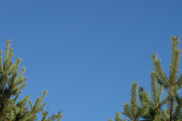 Clear blue sky against the background of branches of two young green pine trees