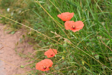 Klatschmohn am Wegesrand