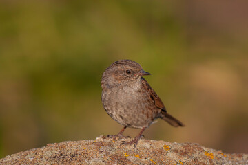 Side profile view of Dunnock (Prunella modularis) perched on rock