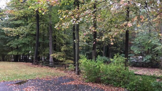 rainy day in the backyard in the fall