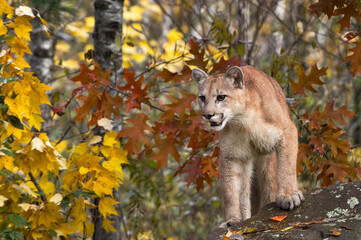 Cougar (Puma concolor) Stands Atop Rock Autumn