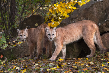 Cougars (Puma concolor) Turn in Front of Rock Den Autumn