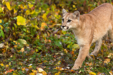 Cougar (Puma concolor) Steps Left in Leaves Autumn