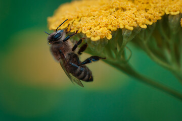 Biene auf Blüte