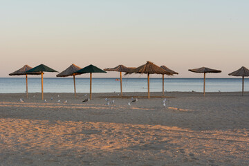 Seagulls and albatrosses walk along the evening beach among beach umbrellas