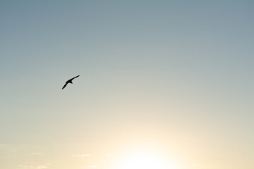 Silhouette of a seagull in the evening sky