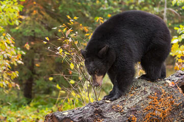 Black Bear (Ursus americanus) Walks Down Log Autumn