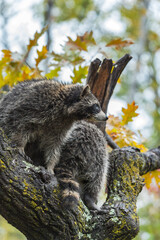 Raccoons (Procyon lotor) in Tree Against Sky Autumn