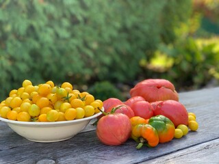 Multi-colored ripe tomatoes on a wooden background. Vegetarian concept. Cocktail tomatoes.