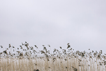 flock of birds