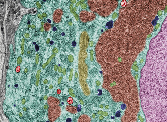 Cytoplasm of neuron