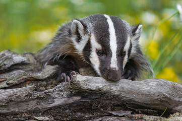 North American Badger (Taxidea taxus) Nibbles at Log Summer