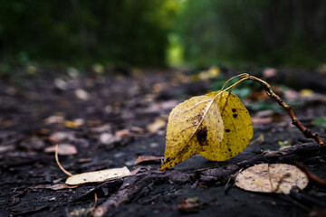 Autumn foliage in the forest. A yellowed leaf that has fallen to the ground. Fall has come. October in the park.