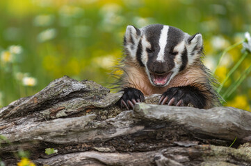 North American Badger (Taxidea taxus) Hangs Over Log Mouth Open Summer