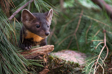 American Pine Marten (Martes americana) Paw on Wood Looks Out Copy Space Summer