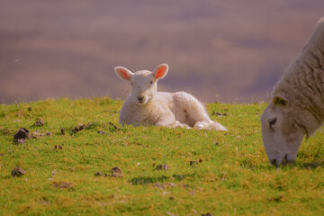 Fototapeta premium Lamb and Mum