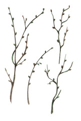 Watercolor hand drawn tree branche isolated on white background, sticks and twigs silhouette of a bare tree. The formation of the young tree trunk.