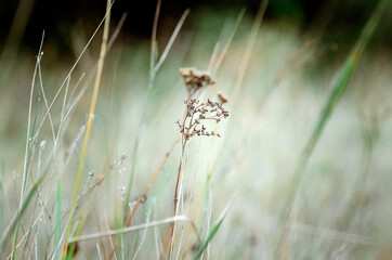 Blurred natural dry grass background.