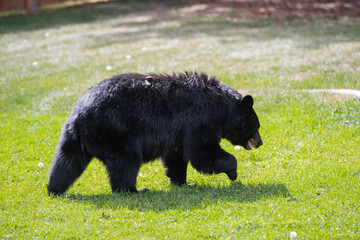 black bear searching for food on lawn