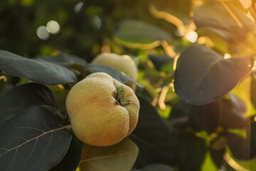 Closeup view of quince tree with ripening fruit outdoors