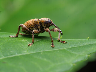 Curculio venosus - Oak elephant on a green leaf in closeup macro