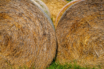 Hay bales, straw deposited on the field as fodder for cows, photographed in autumn in Germany
