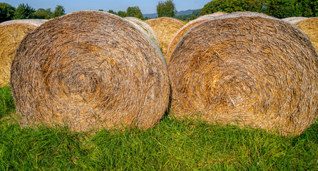 Hay bales, straw deposited on the field as fodder for cows, photographed in autumn in Germany