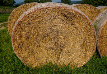 Hay bales, straw deposited on the field as fodder for cows, photographed in autumn in Germany