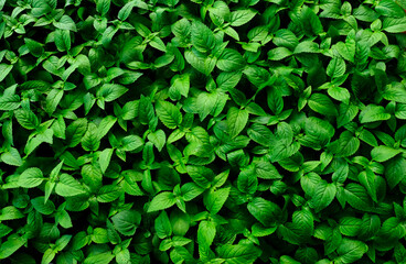 Fototapeta na wymiar abstract backdrop or fresh green leaves texture background, monsoon mood