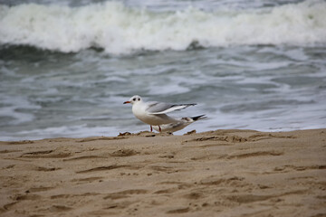 Close-up of seagulls on the sand against a backdrop of stormy waves 