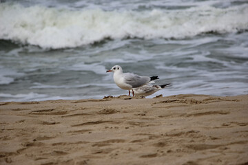 Close-up of seagulls on the sand against a backdrop of stormy waves 