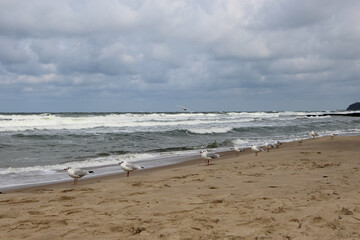 Fototapeta na wymiar Seagulls on the sand by the breakwater against a splash in the storm