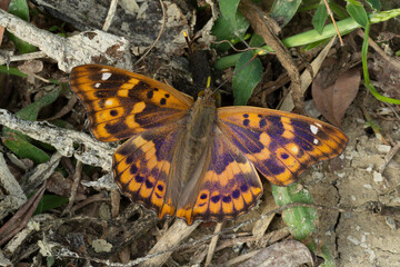 Obraz premium Dark green fritillary