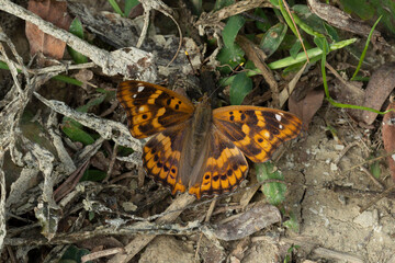 Dark green fritillary