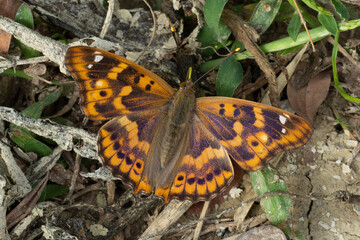 Dark green fritillary